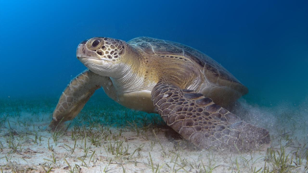 Yeşil deniz kaplumbağası