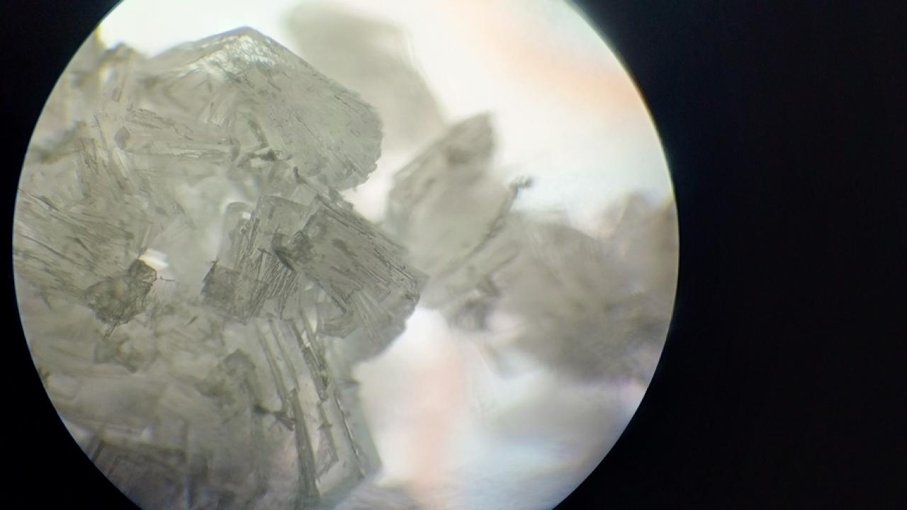 Hayvan deneyleri için davet