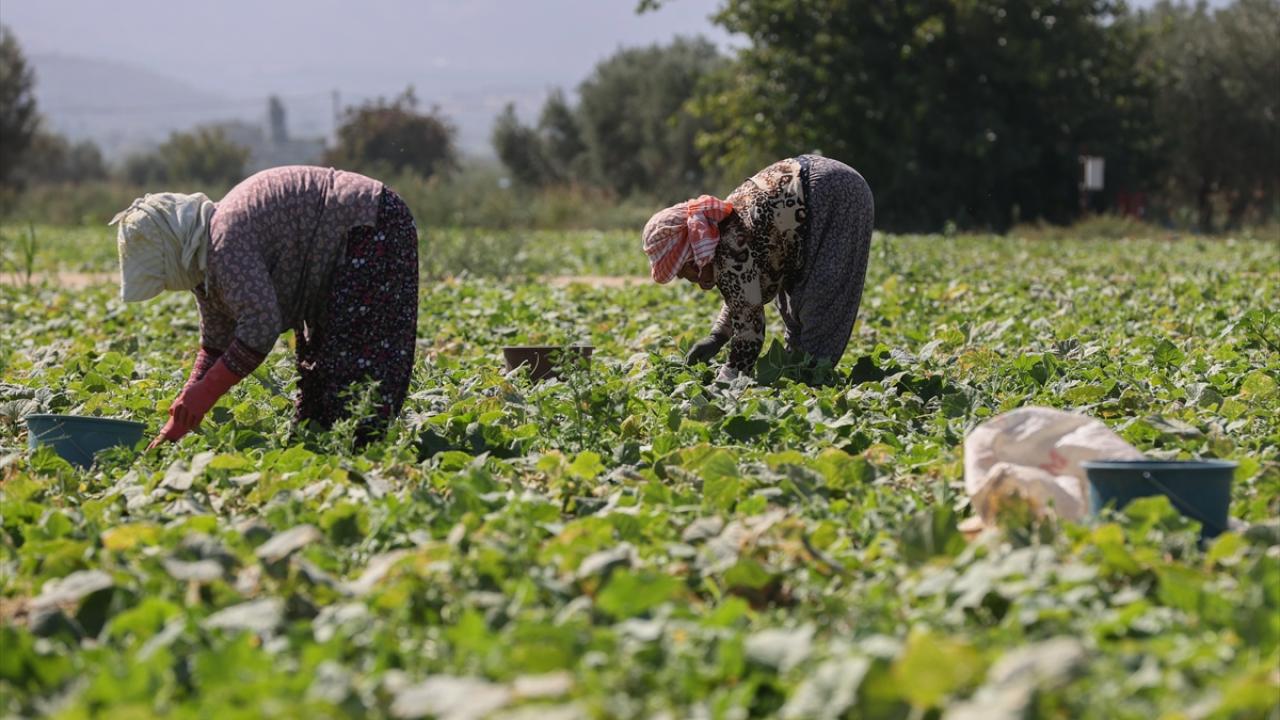 İzmir kornişon üretiminde ilk sırada