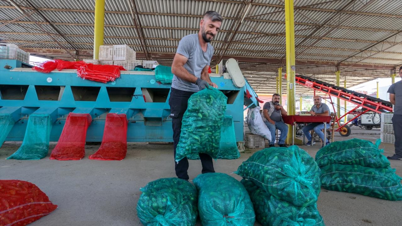 "Bu yıl bir düşüş var"