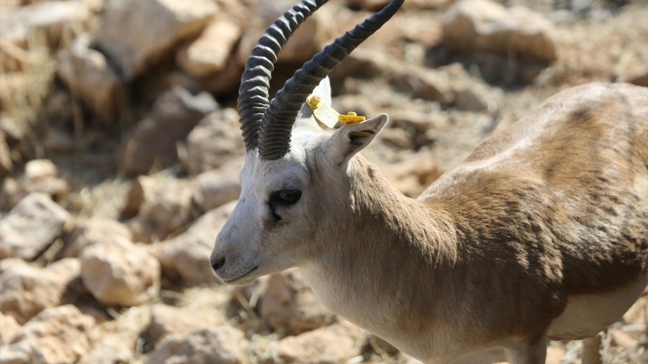 "Bu sene yavru açısından oldukça bereketli oldu"