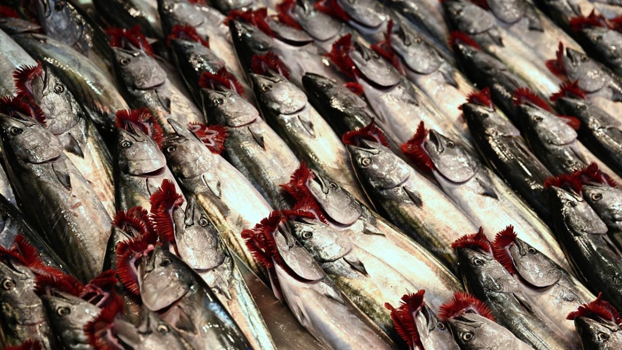 "Palamut avında gece ve gündüzün olmaz"