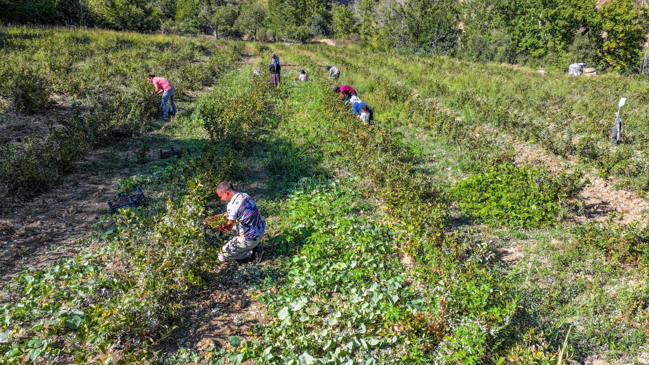 "Raf ömrü çok uzun"