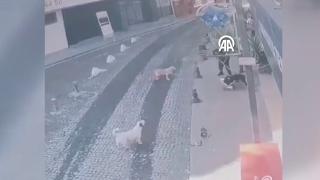 Pitbull bu kez sahipli köpeğe saldırdı