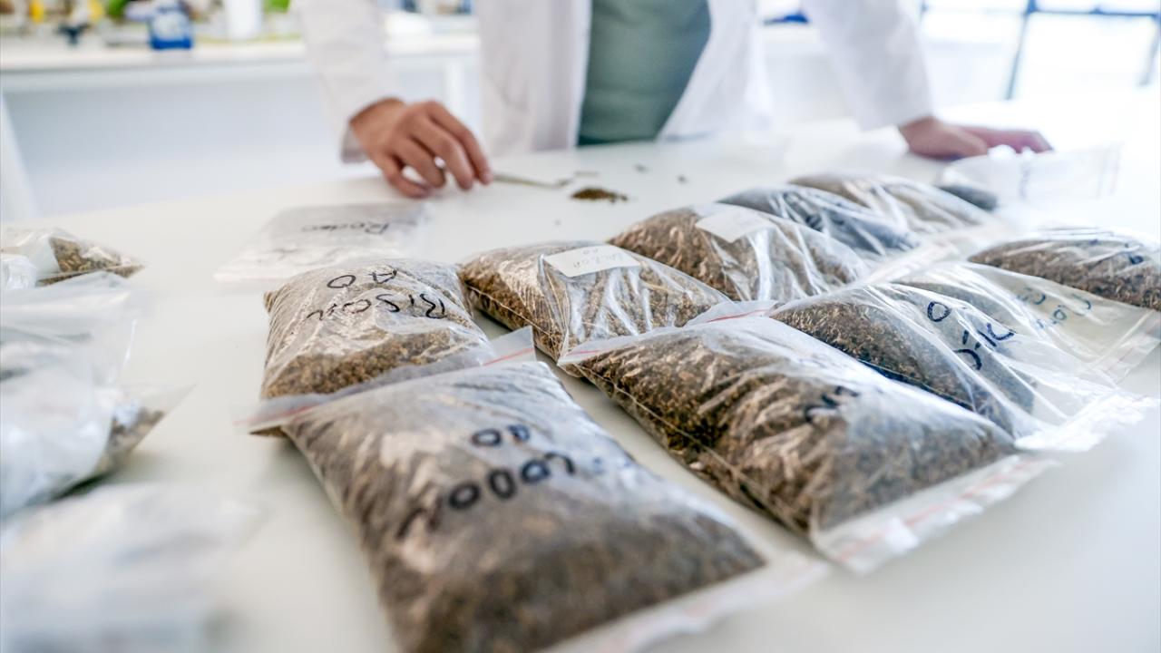 "Hastalıklarla tohum aşamasındayken mücadele başlatıyoruz"