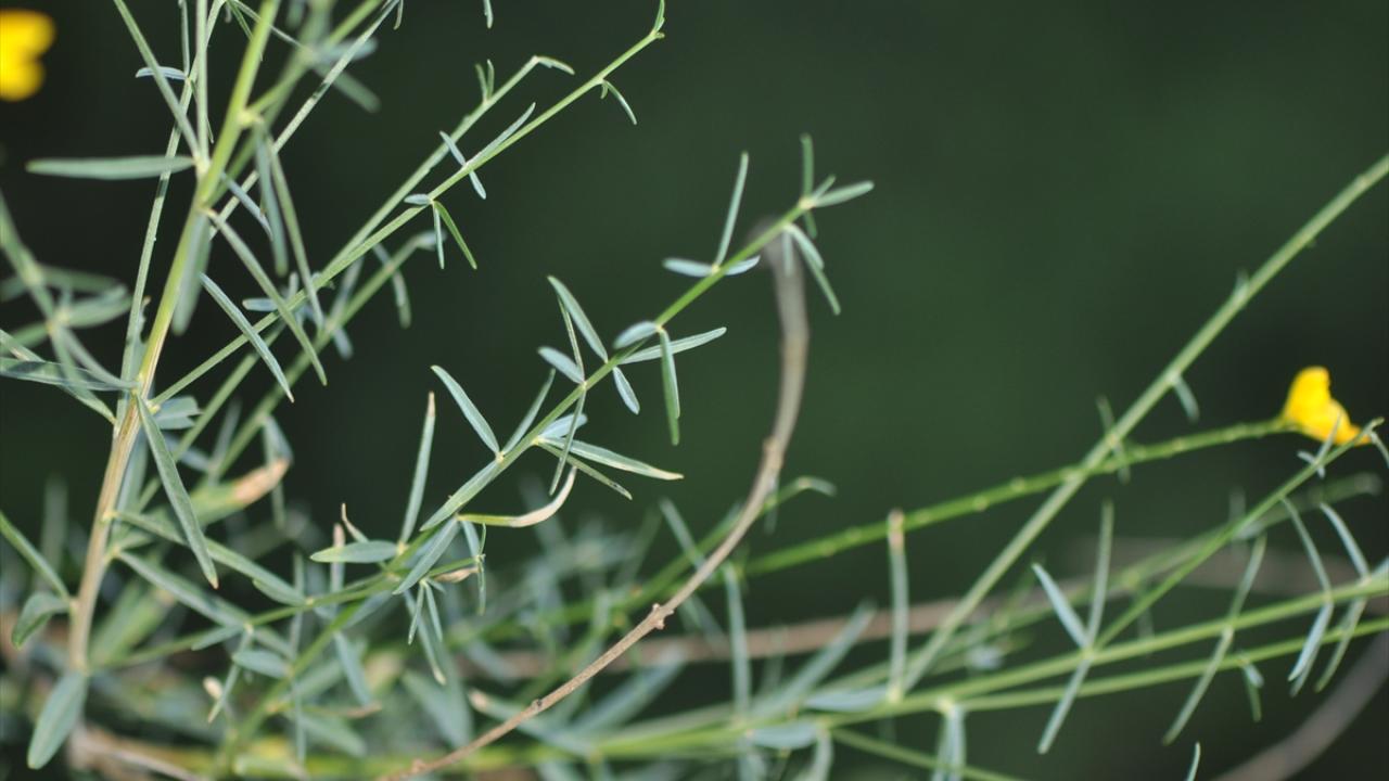 Yunanistan'da keşfettikleri çalı türüne "komşu borçağı" adını verdiler
