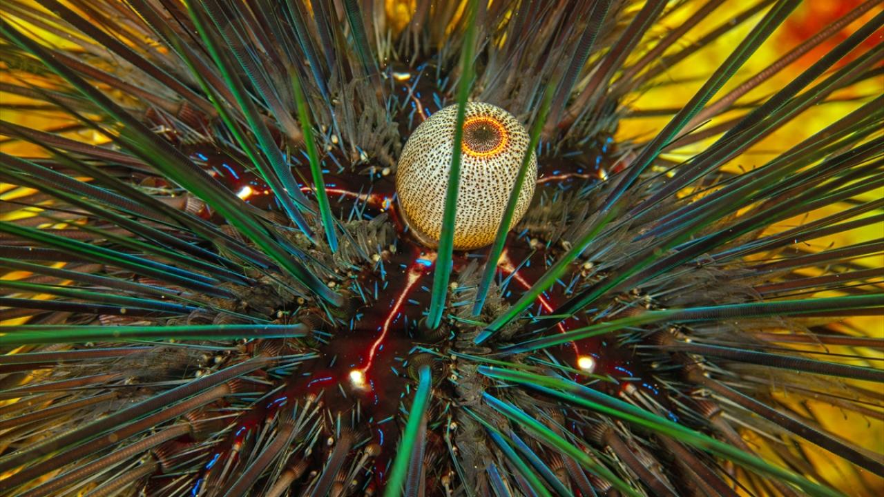 Su altı yaşamının "gözleri"