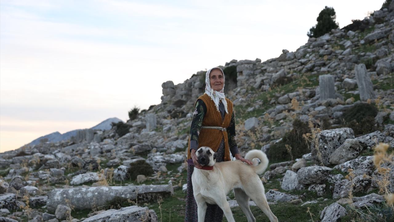 "Antik kentte çobanlık yapmak güzel bir duygu"