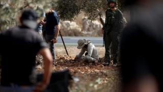 İşgalciler Filistinlilerin zeytinine de göz dikti