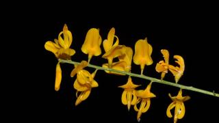 Yunanistan'da keşfettikleri çalı türüne "komşu borçağı" adını verdiler