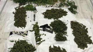 Organik bostan uyuşturucu tarlası çıktı