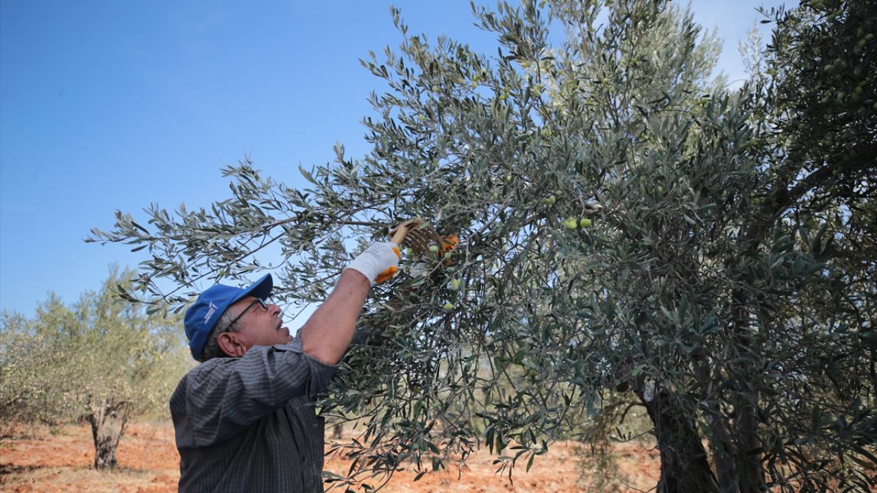 Antalya`ya özgü zeytinlere coğrafi işaret tescili