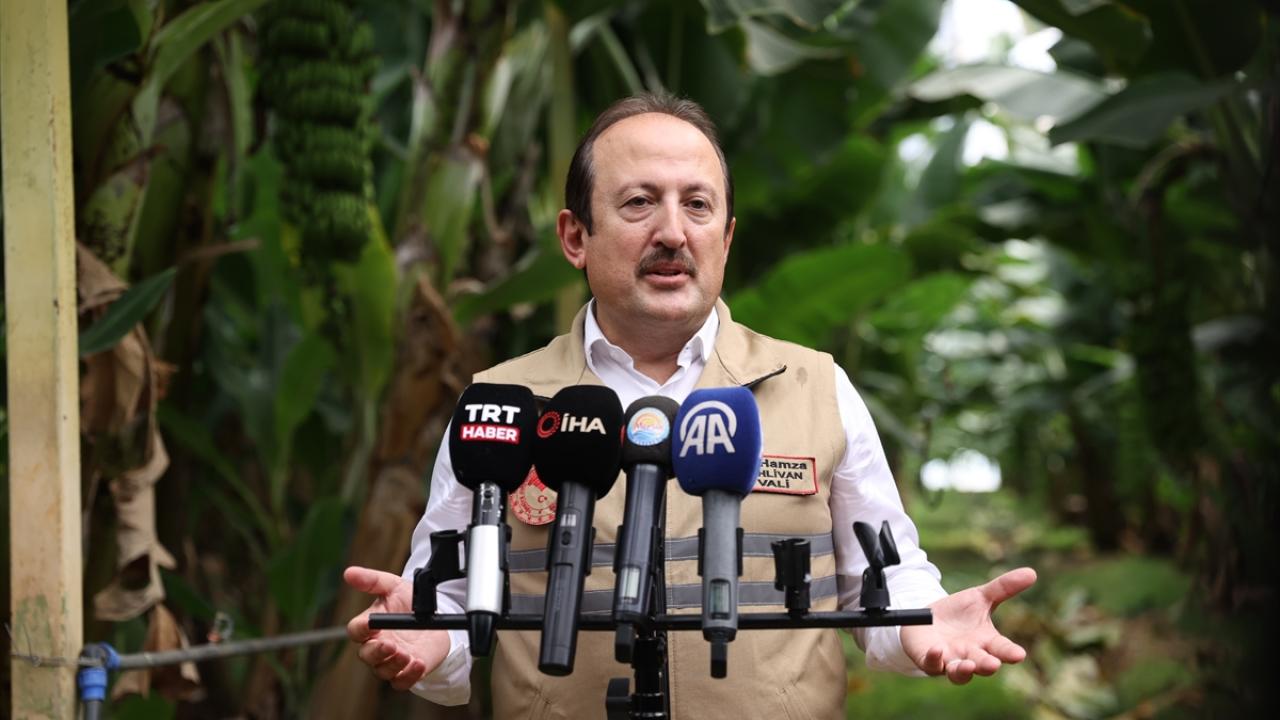 Vali Pehlivan, muz hasadına katıldı