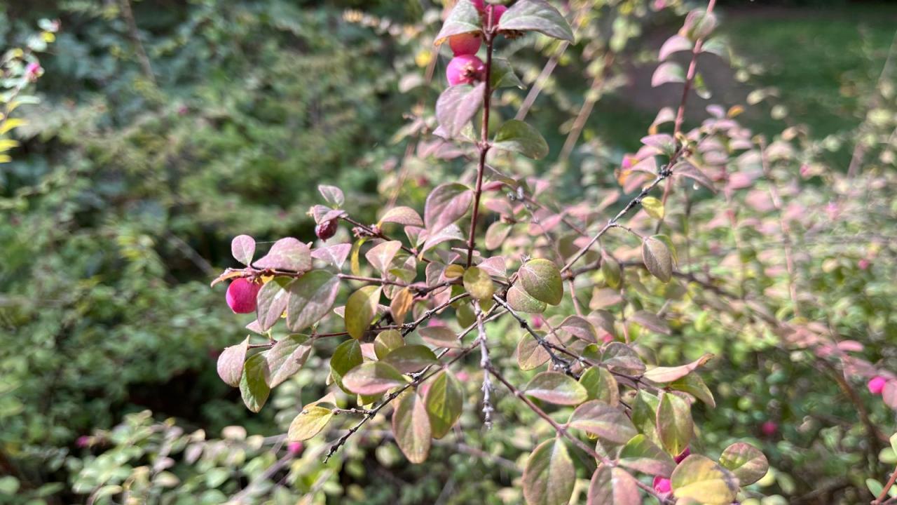 Biyolojik çeşitliliği görmek için ideal