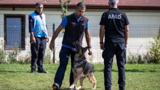 Köpekler can kurtarmak için yarışıyor