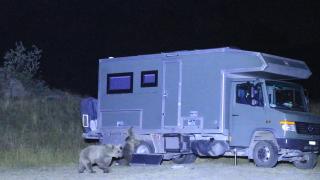 Aç kalan ayılar bu kez karavanlara dadandı