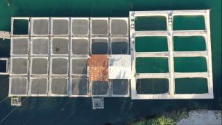 Deprem sonrası toparlanan Kahramanmaraşlı balıkçılar 54 ülkeye balık ihraç etti