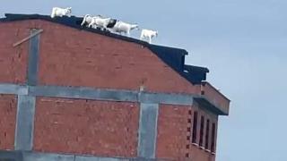 Sahibinden kaçan keçiler soluğu çatıda aldı