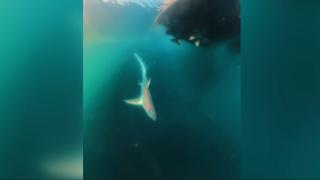 İzmir'de yarışmada balıkçının oltasına köpek balığı takıldı