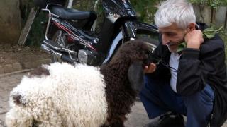 3 aylık sevimli 'Fulya' kuzu sahibini gölge gibi takip ediyor