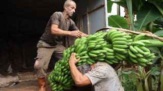Mersin'de yerli muzun üretim alanı 70 bin dekara ulaştı
