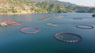 Deprem sonrası toparlanan Kahramanmaraşlı balıkçılardan 54 ülkeye balık ihracatı