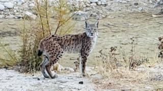 Nesli tükenme tehlikesi altında olan vaşak Malatya'da görüntülendi