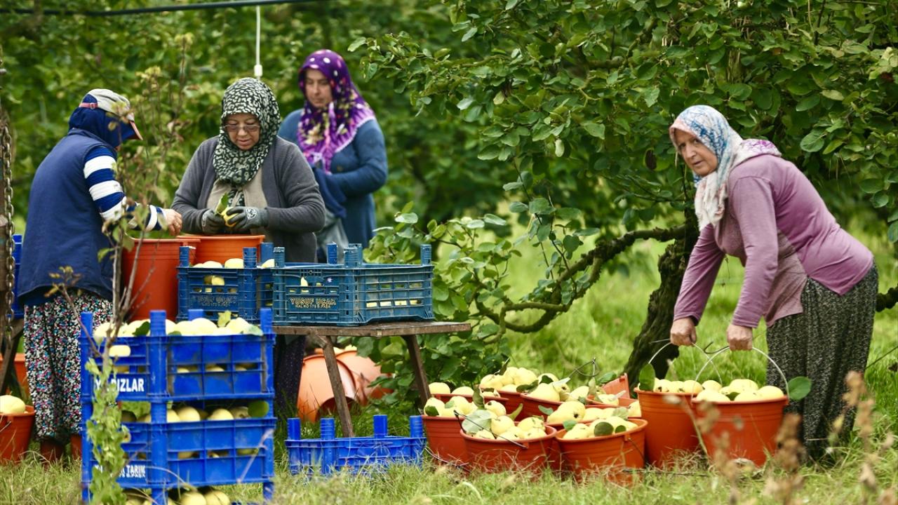 "İhracat firmalarından da yoğun istek olunca çiftçinin yüzü gülüyor"