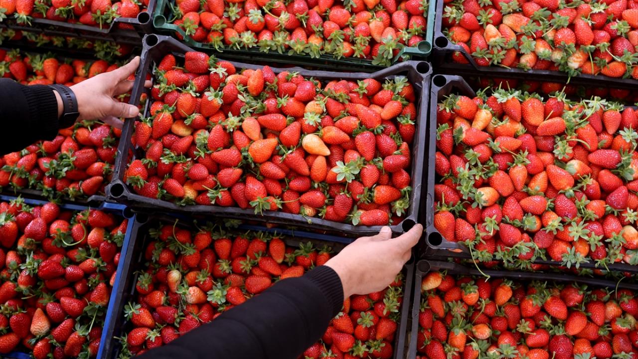 "Bu dönemde fiyatı üç haneli rakamları görüyor"