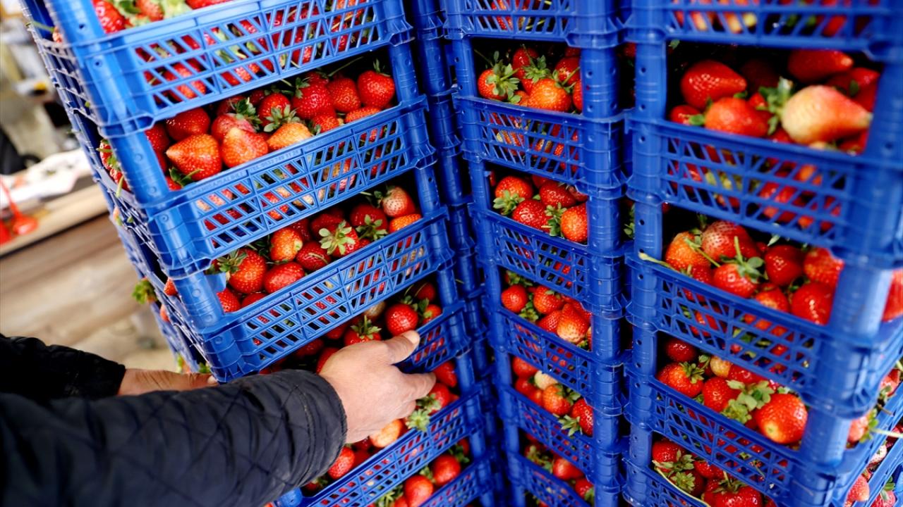 "Soğuk vurmadan bir an önce ne toplayabilirsek kar diye çabalıyoruz"