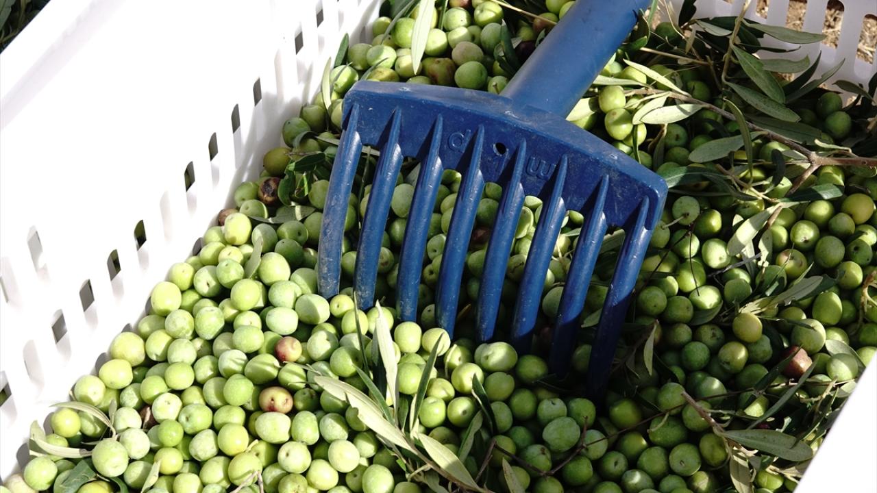 Zeytinyağı üretiminde dünya liderliği hedefi