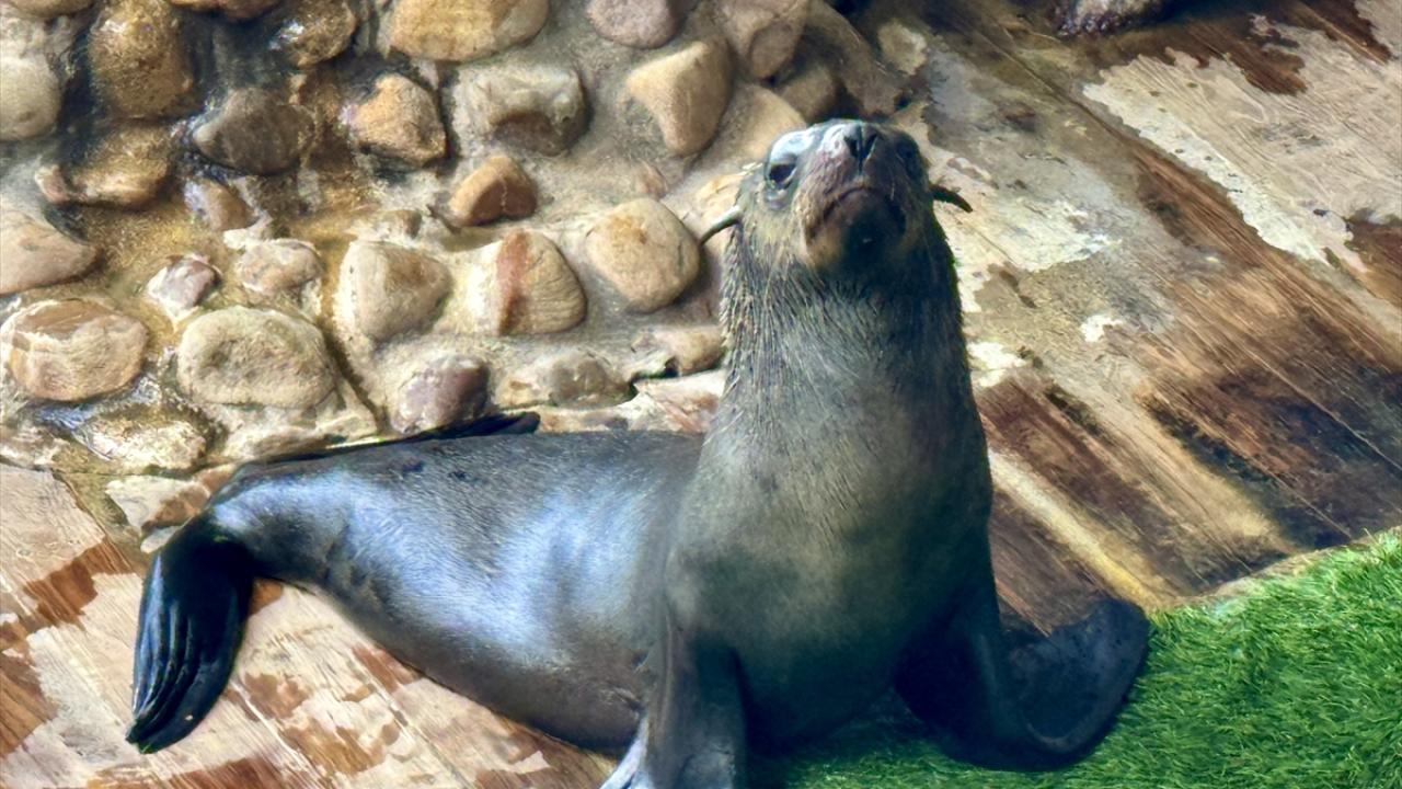 Foklar insanlara saldırıyor