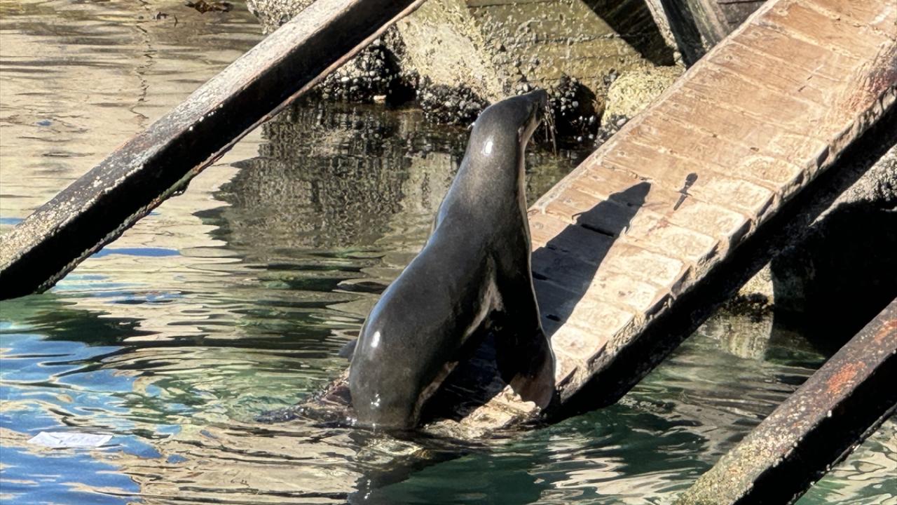 Balıkçılık endüstrisi fokları tehdit ediyor