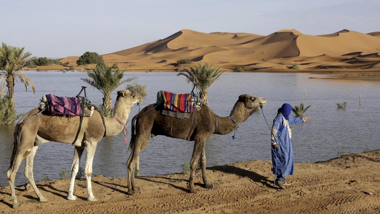 Sahra Çölü'nde ender görülen yağış gölleri canlandırdı