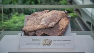 Hong Kong'da ilk kez dinozor fosili keşfedildi
