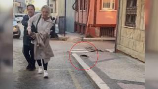 Fare insanların üzerine atladı, kedi ve köpek seyirci kaldı