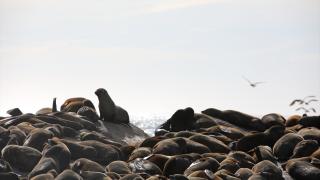 Güney Afrika'daki foklarda kuduz salgını görüldü