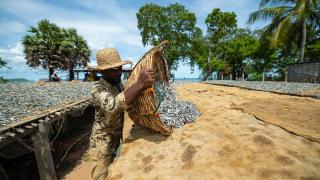 Sri Lanka'da kurutulmuş balık üretimi