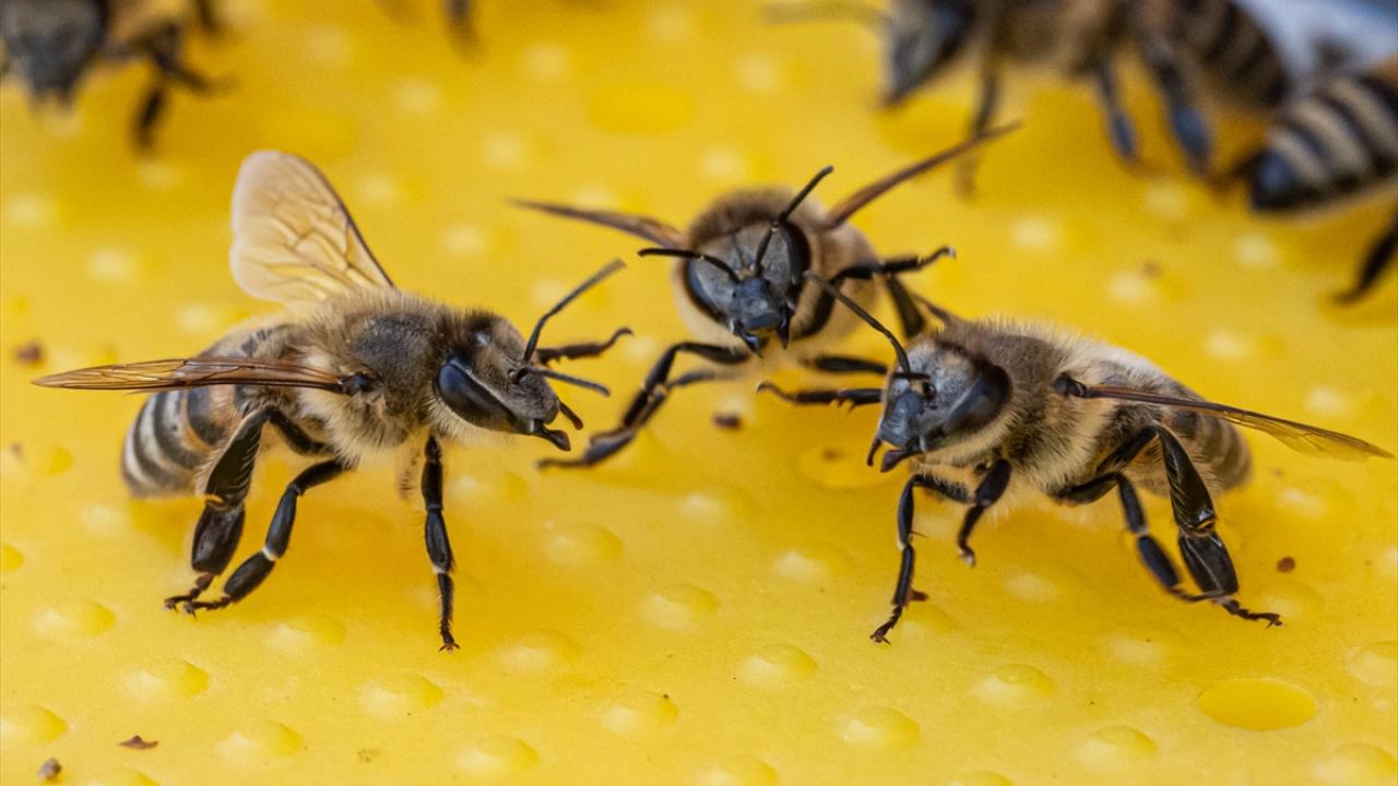 "Arının dilinden anlamayan bu işi yapamaz"