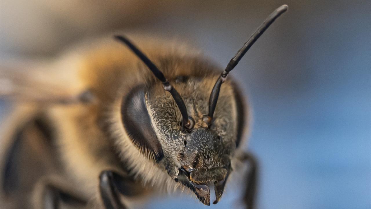 "Yazdan arıları kışa hazırlamak, kovandaki kraliçe arıyı değiştirmek lazım"