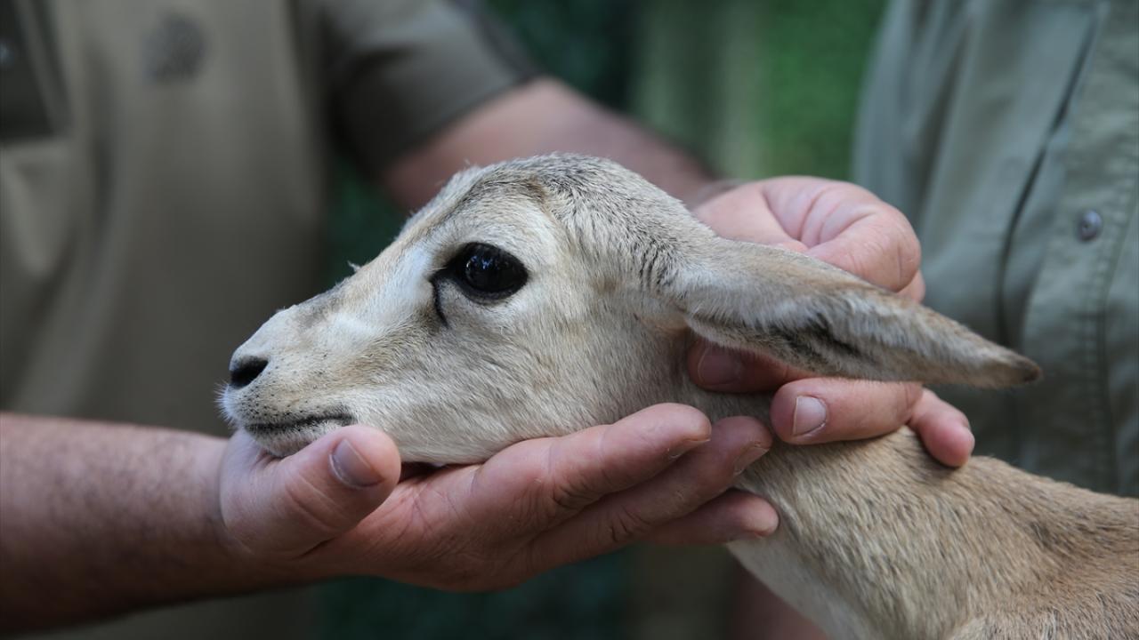 "Tedavisi sonuç verdi, hareket kabiliyetini kazandığı görüldü"
