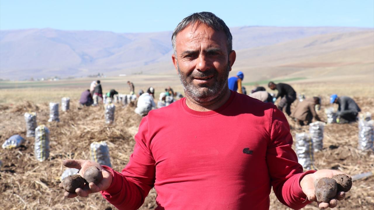 "Ürün hastalıklara da çok dayanıklı çıktı"