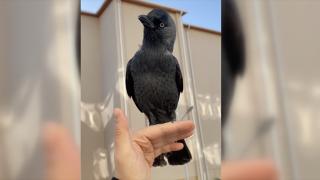 Öğrencinin kargayla görüntüleri gülümsetti