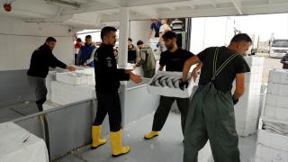 İri palamut Karadeniz'de balıkçının yüzünü güldürüyor