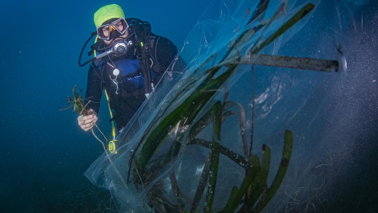 Deniz çayırları haritası çıkarılacak