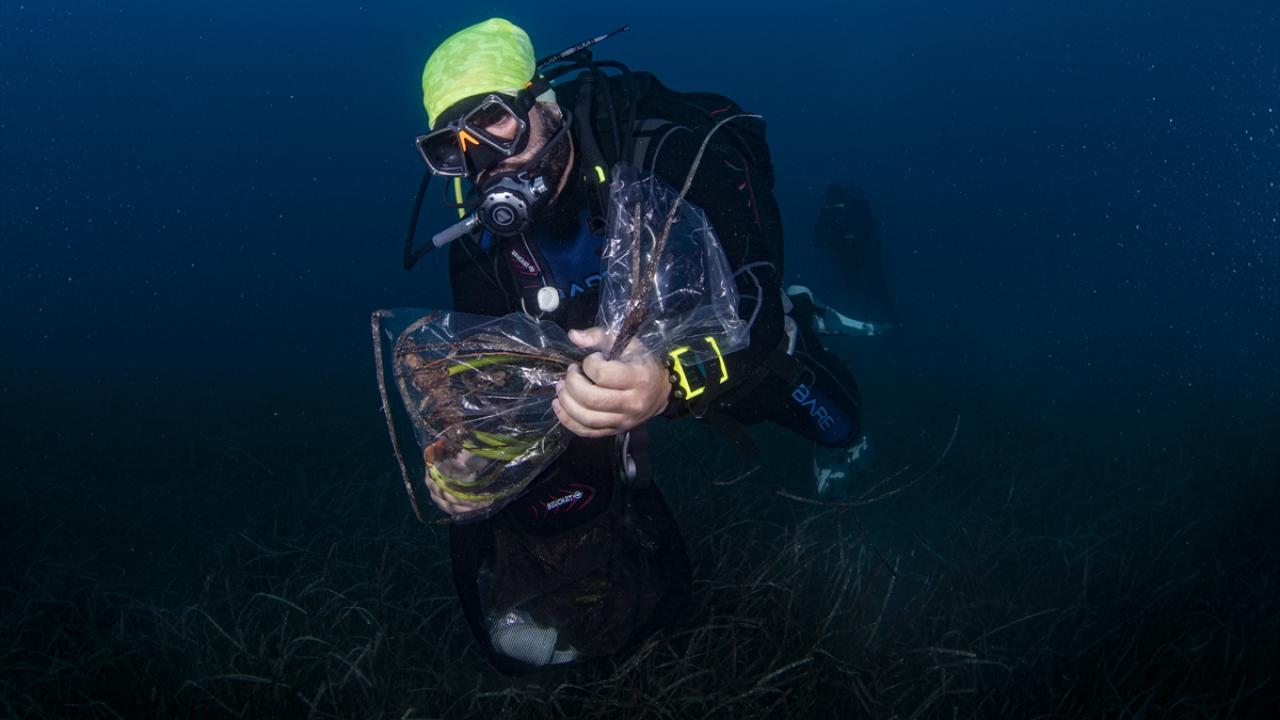"İklim değişikliği, bitki üzerindeki çalışmaları artırdı"