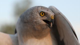 Uydudan izlenen bozkır delicesi sayısında Iğdır'daki merkez dünyada ilk sırada