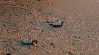 İztuzu Sahili'nde bu yıl yaklaşık 44 bin caretta caretta mavi sularla buluştu