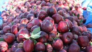 Iğdır'ın dağ elmasında hasat başladı