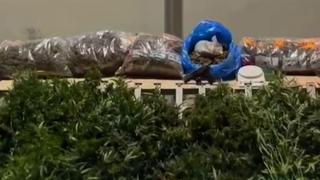 Evinde uyuşturucu yetiştiren kişi koku sayesinde yakayı ele verdi